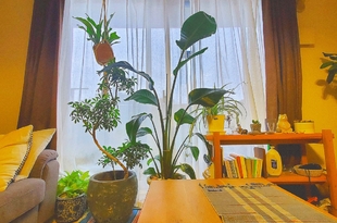 窓際の観葉植物達 ＃3