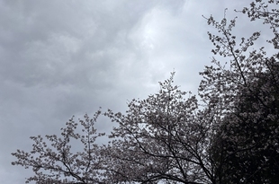 花粉症発症記念