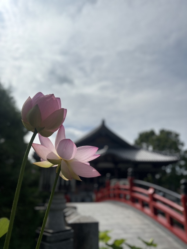 わざわざ